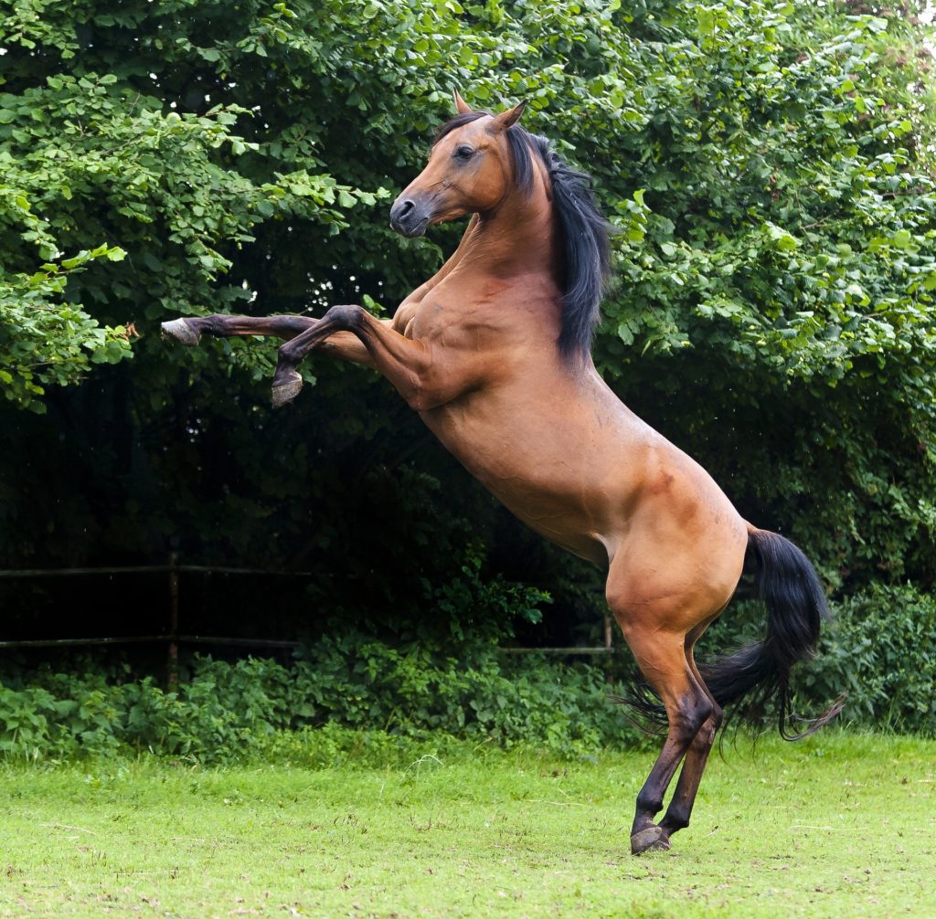 飛び跳ねている馬