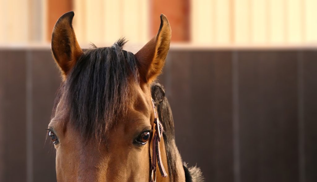 馬の耳の写真