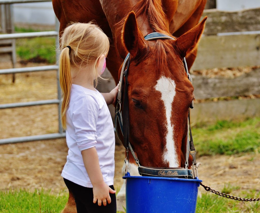 小さい子が馬を撫でている写真
