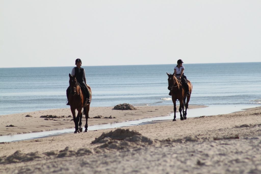 海辺を馬で歩いている2人
